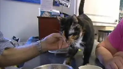 In 2012, Holly the Florida house cat fled after fireworks, survived a 190-mile journey and was