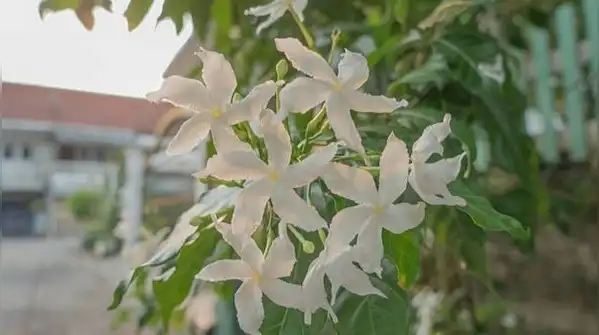 But plenty of people who grow jasmine end up with a plant that's more leaves than flowers