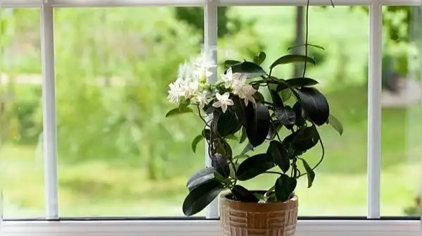 But plenty of people who grow jasmine end up with a plant that's more leaves than flowers