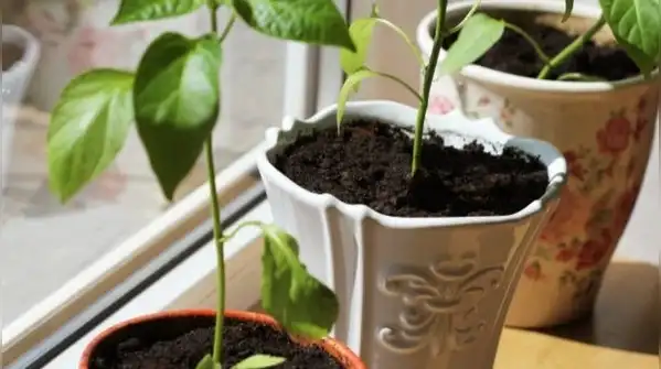 Here's a complete, step-by-step guide to growing peppers indoors successfully, all year round