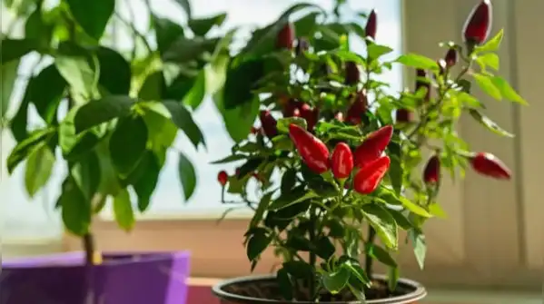 Here's a complete, step-by-step guide to growing peppers indoors successfully, all year round