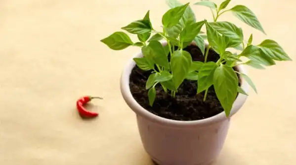 Here's a complete, step-by-step guide to growing peppers indoors successfully, all year round