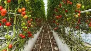 For 20 years, Jersey City neighbors grew tomatoes and peppers: The wider industry impact