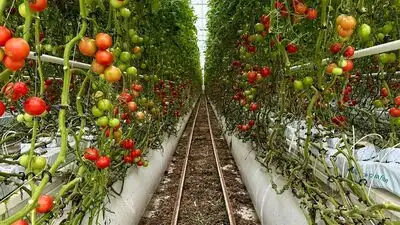For 20 years, Jersey City neighbors grew tomatoes and peppers: The wider industry impact
