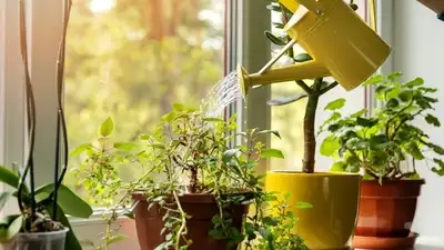 Actually, some plants prefer water without a heavy load of minerals, and using AC condensate