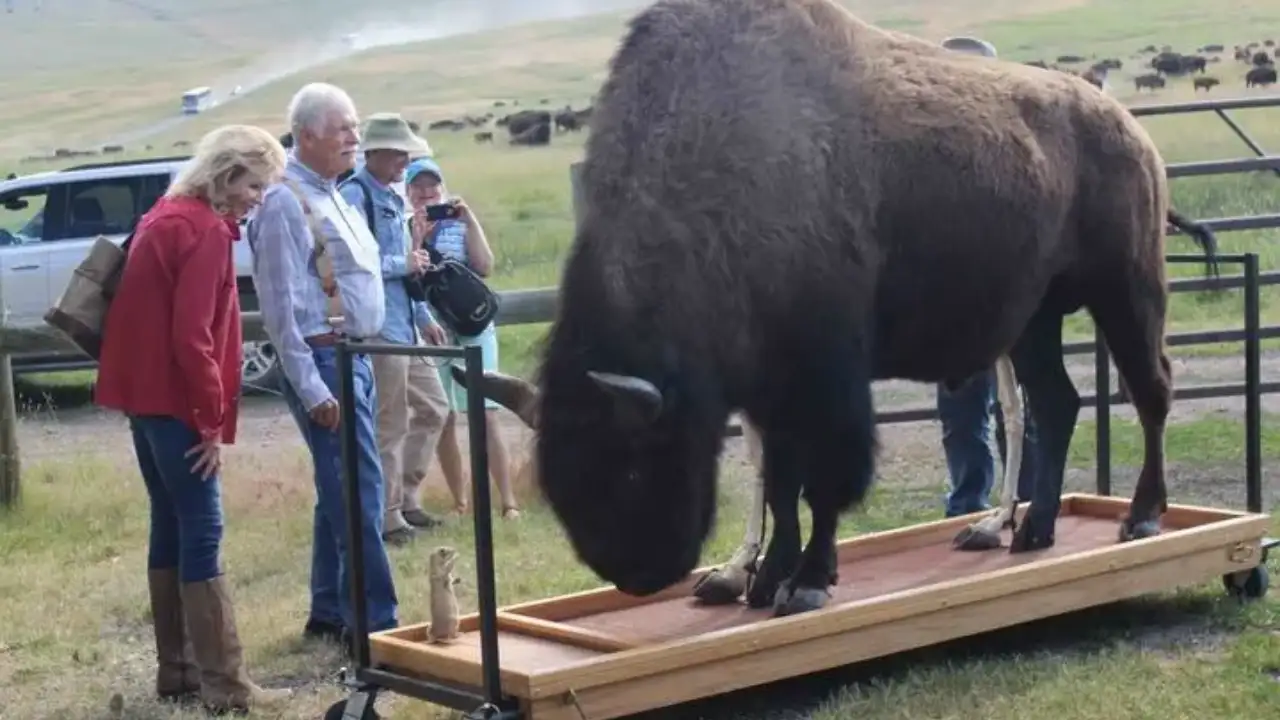 CNN founder Ted Turner bought 113,000 acres in Montana in 1989; decades later, wolves, bears