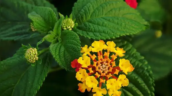 But a surprising number of the country’s most invasive alien plants only showed up a few