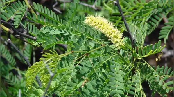 But a surprising number of the country’s most invasive alien plants only showed up a few