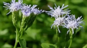 But a surprising number of the country’s most invasive alien plants only showed up a few