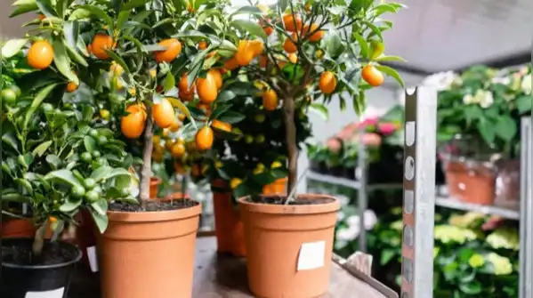 Handled this way, a lemon plant in a small pot isn't a compromise, it's simply the correct way