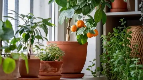 Handled this way, a lemon plant in a small pot isn't a compromise, it's simply the correct way