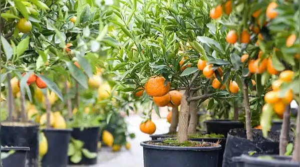 Handled this way, a lemon plant in a small pot isn't a compromise, it's simply the correct way