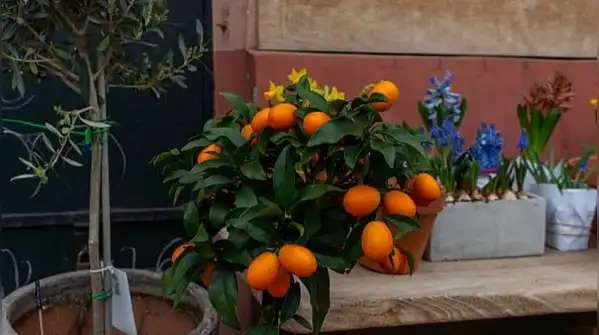 Handled this way, a lemon plant in a small pot isn't a compromise, it's simply the correct way
