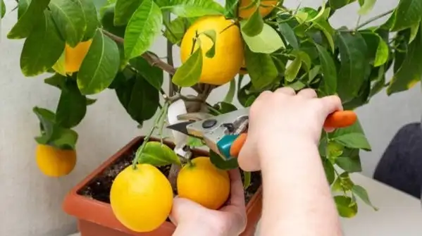 Handled this way, a lemon plant in a small pot isn't a compromise, it's simply the correct way
