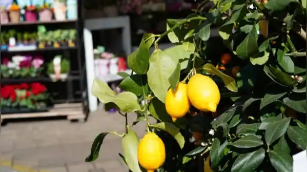 Handled this way, a lemon plant in a small pot isn't a compromise, it's simply the correct way