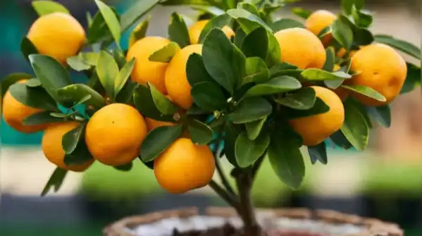Handled this way, a lemon plant in a small pot isn't a compromise, it's simply the correct way