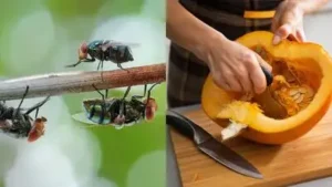 Together these research‑based habits target the things that flies and bugs need moisture, food
