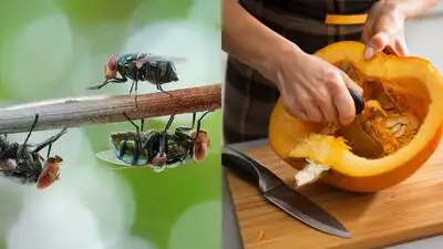 Together these research‑based habits target the things that flies and bugs need moisture, food