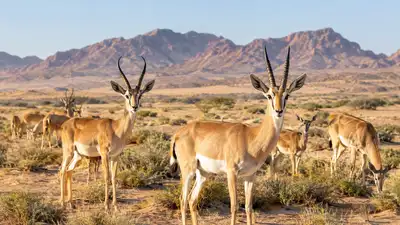 Across one of Saudi Arabia’s largest protected desert landscapes: The wider industry impact