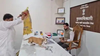 Yuva Sena activists released stray dogs inside the Niphad Nagar Panchayat office