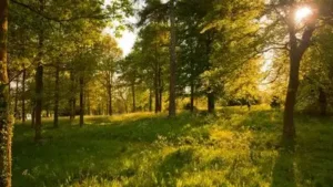 A Chicago couple began protecting their Illinois woodland: The wider industry impact