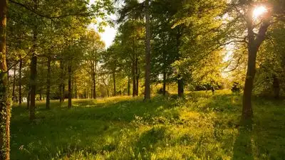 A Chicago couple began protecting their Illinois woodland: The wider industry impact