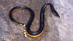 Yellow-bellied venomous sea snake returns to California beach: The wider industry impact