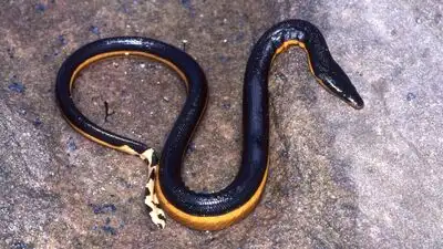 Yellow-bellied venomous sea snake returns to California beach: The wider industry impact