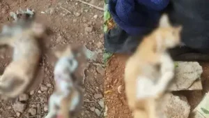 Nearly 20 cats have been killed and their mutilated bodies found in Chembur’s Panjrapole area