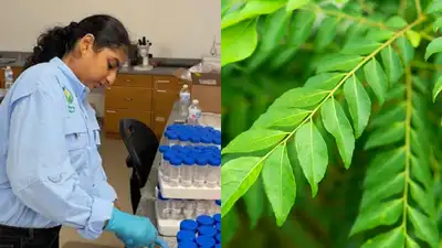 For Tanishka Aglave, citrus greening isn’t simply a problem that: The wider industry impact