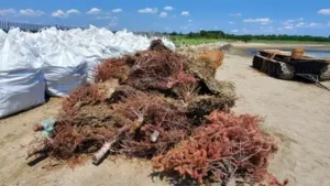 What looked like holiday waste ended up helping rebuild a fragile salt marsh at Jamaica Bay