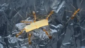Can aluminium foil keep ants away from your kitchen? The viral hack explained
