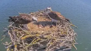 In 1996, England began moving Scottish osprey chicks to Rutland: The wider industry impact