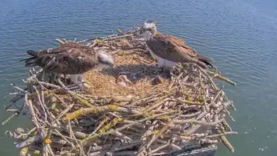 In 1996, England began moving Scottish osprey chicks to Rutland: The wider industry impact
