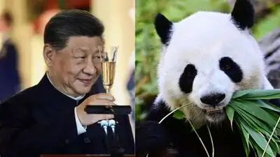 it also exposes China to public backlash whenever the animals become entangled in political