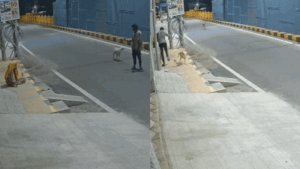 Watch: Stray dogs save mentally ill woman from sexual assault attempt in Coimbatore