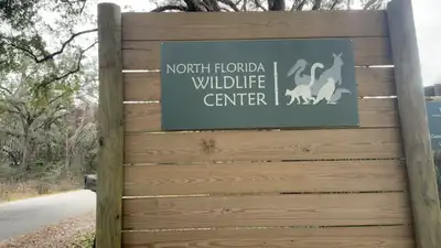 In 2026, a Florida wildlife centre brought in critically endangered red-ruffed lemurs; the project