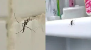Here are five simple, genuinely effective tips to keep mosquitoes out of your bathroom for good