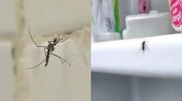 Here are five simple, genuinely effective tips to keep mosquitoes out of your bathroom for good