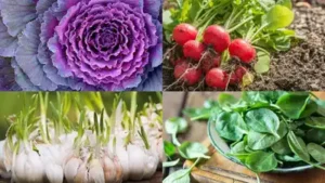 Here are seven hardy vegetables worth getting into the ground this September