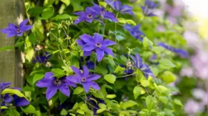 Climbers and vines are vertically growing plants that not only add character to a flat