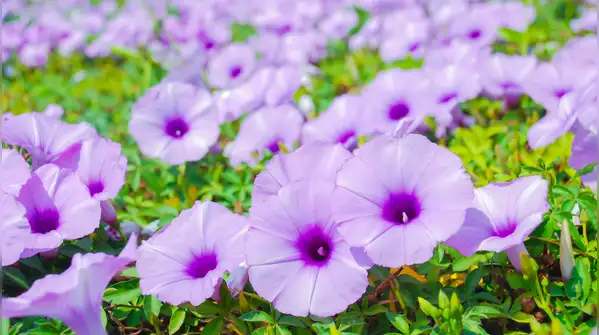 Climbers and vines are vertically growing plants that not only add character to a flat
