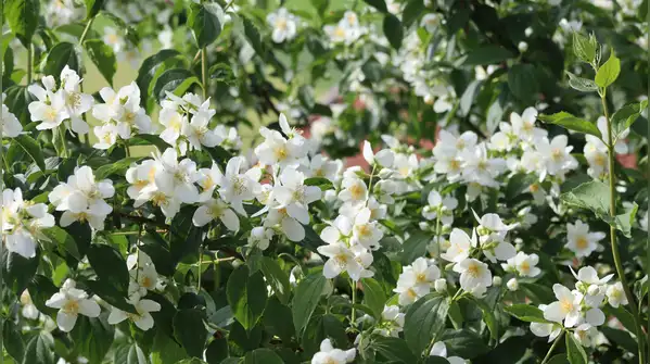 Climbers and vines are vertically growing plants that not only add character to a flat