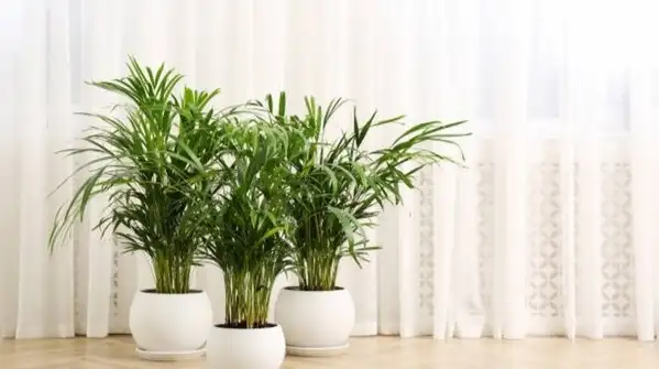 Neighbours overlooking your balcony? Try these 6 plants to create a natural privacy barrier