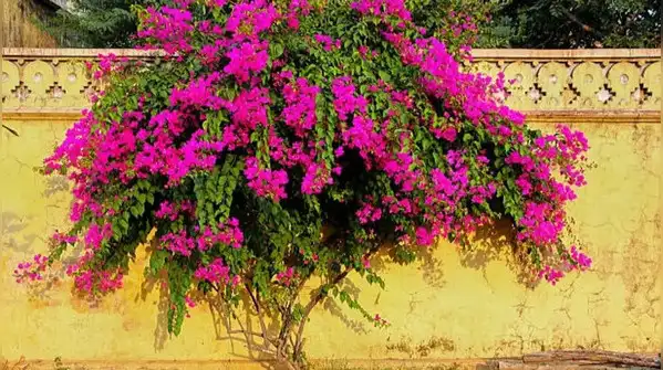 Neighbours overlooking your balcony? Try these 6 plants to create a natural privacy barrier