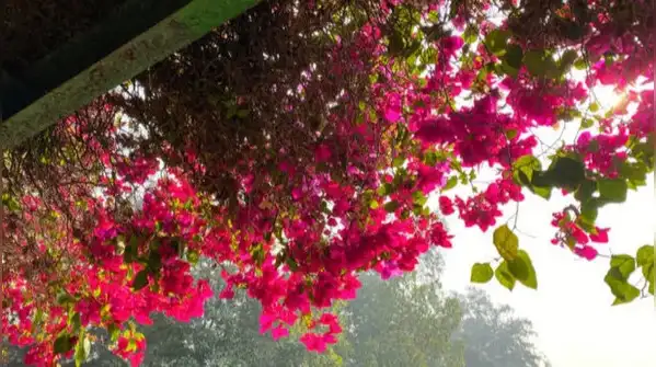 Neighbours overlooking your balcony? Try these 6 plants to create a natural privacy barrier