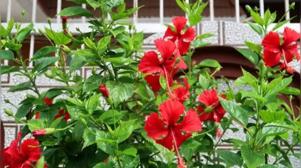 Neighbours overlooking your balcony? Try these 6 plants to create a natural privacy barrier