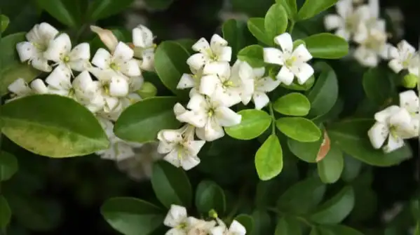 Neighbours overlooking your balcony? Try these 6 plants to create a natural privacy barrier
