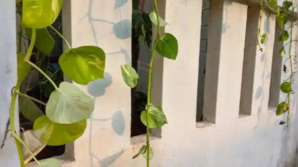 Neighbours overlooking your balcony? Try these 6 plants to create a natural privacy barrier