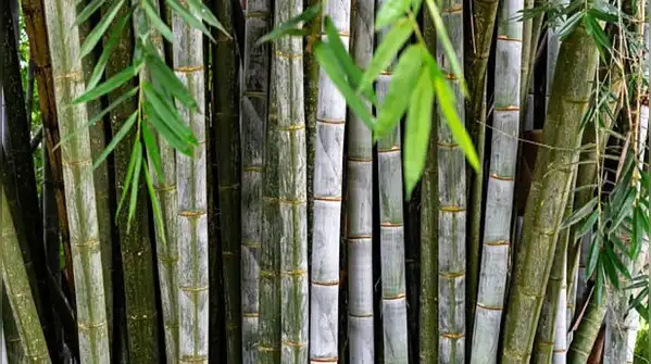 Neighbours overlooking your balcony? Try these 6 plants to create a natural privacy barrier